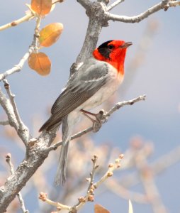 849 - RED-FACED WARBLER (4-27-13) road to rustlers park, coronado nat for, cochise co, az  (5)