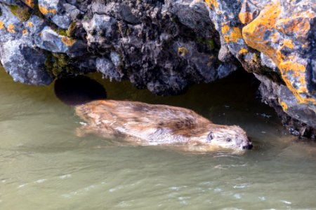 Beaver in Soda Butte Creek photo