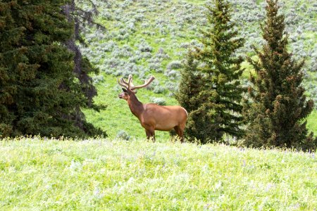 Elk in velvet photo