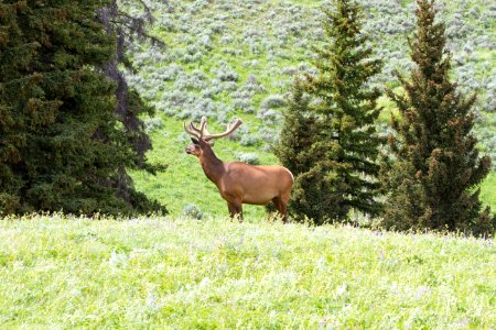 Elk in velvet