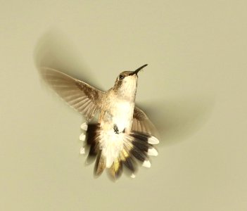 499 - BLACK-CHINNED HUMMINGBIRD (8-15-2018) 78 circulo montana, lake patagonia ranch estates, santa cruz co, az -04