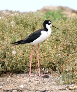 274 - BLACK-NECKED STILT (8-3-2017) chicago marsh, santa clara co, ca -01