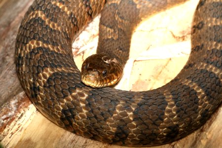 SNAKE, NORTHERN WATER (Nerodia sipedon) (6-19-2017) greensboro, guilford co, nc -02