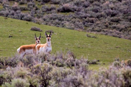 Pronghorn bucks photo