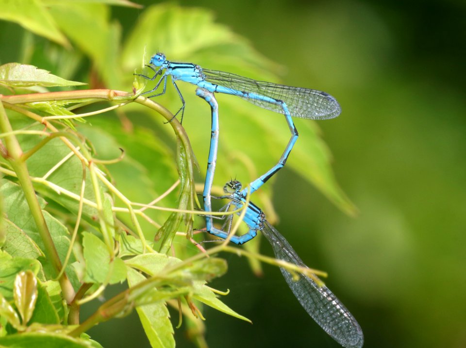 BLUET, ATLANTIC (Enallagma doubledayi ) (6-1-2017) pea island nwr, dare co, nc (1)