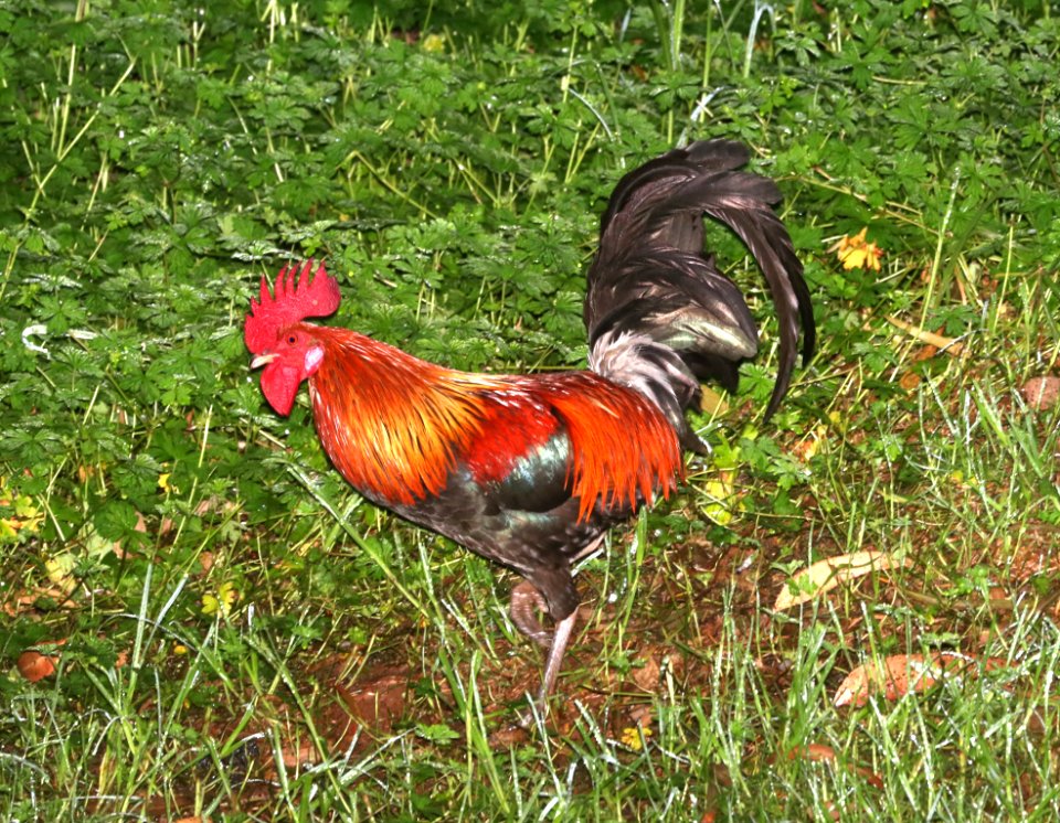 RED JUNGLEFOWL (4-22-2018) kokee state park, kauai co, hawaii (4)
