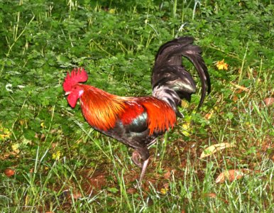 RED JUNGLEFOWL (4-22-2018) kokee state park, kauai co, hawaii (4)