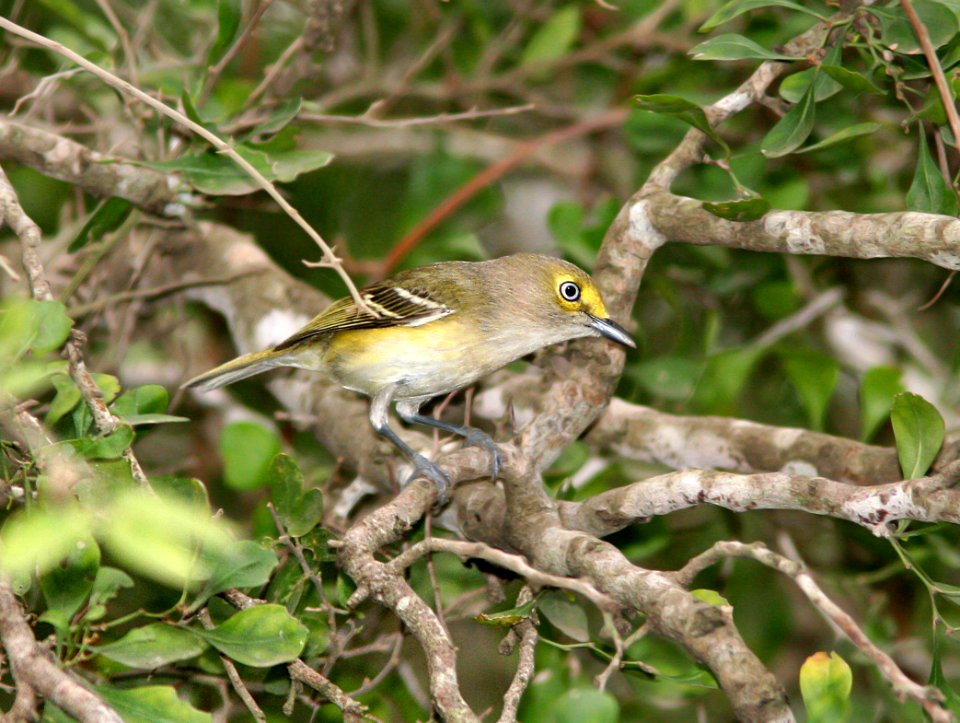 618 - WHITE-EYED VIREO (2-21-08) bentsen rio grande state park, mission, tx (1)