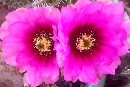 FENDLER'S HEDGEHOG (Echiocereus fasciculatus) (4-15-2017) 78 circulo montana, patagonia lake ranch estates, scc, az -09 -WATERCOLOR