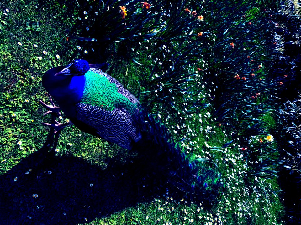 凤凰[编辑].....鶤雞... 鵾雞...Fenghuang...Peacock Symbol