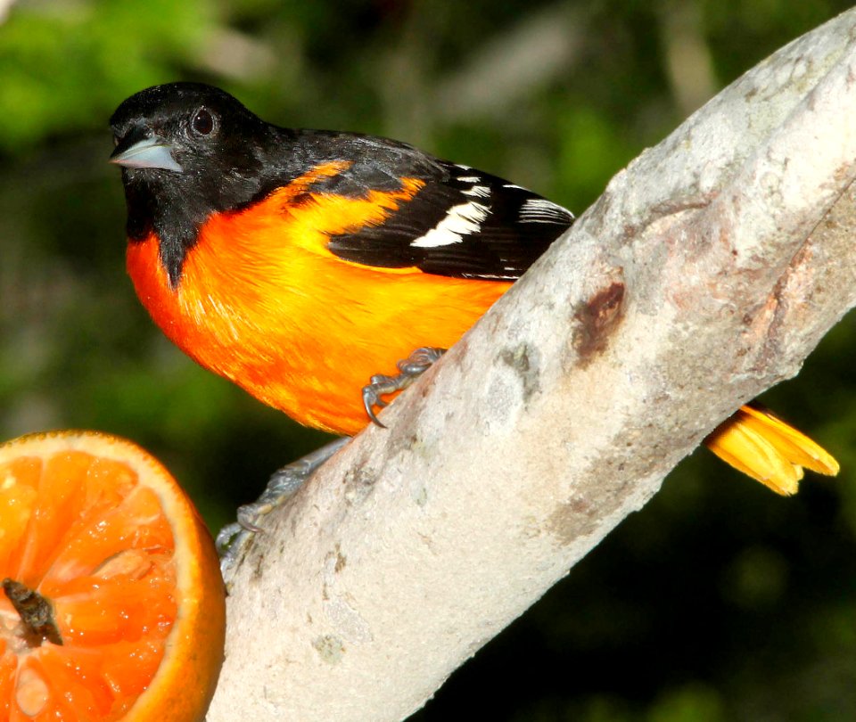 951 - BALTIMORE ORIOLE (4-19-12) convention center, south padre island, tx (1)
