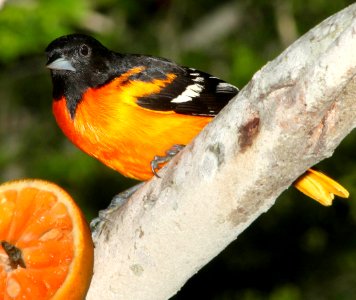 951 - BALTIMORE ORIOLE (4-19-12) convention center, south padre island, tx (1)