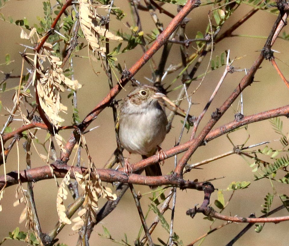 868 - CASSIN'S SPARROW (12-14-2019) lake patagonia ranch estates, santa cruz co, az -01