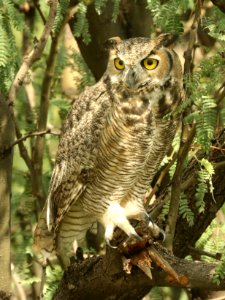 455 - GREAT HORNED OWL (9-15-2019) sierra vista waste treatment plant, cochise co, az -02