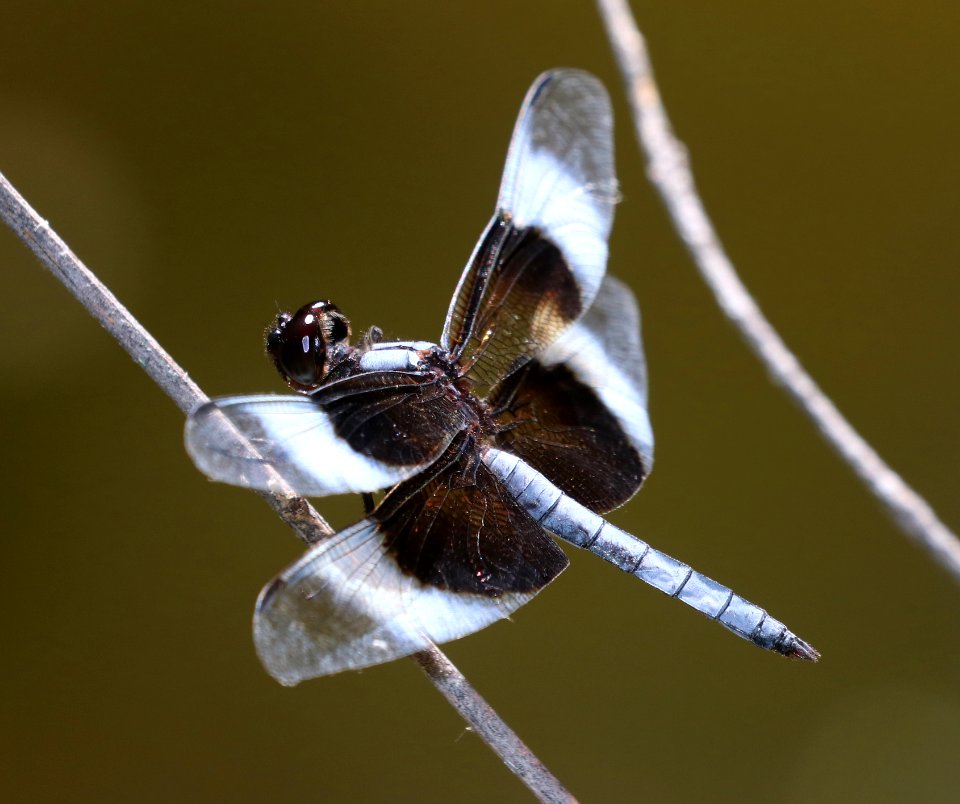 SKIMMER, WIDOW (Libellula luctuosa) (9-27-2020) pena blanca lake, santa cruz co, az -01 male