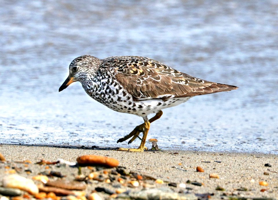 307 - SURFBIRD (6-8-2016) sound bridge, council rd, nome, alaska -03