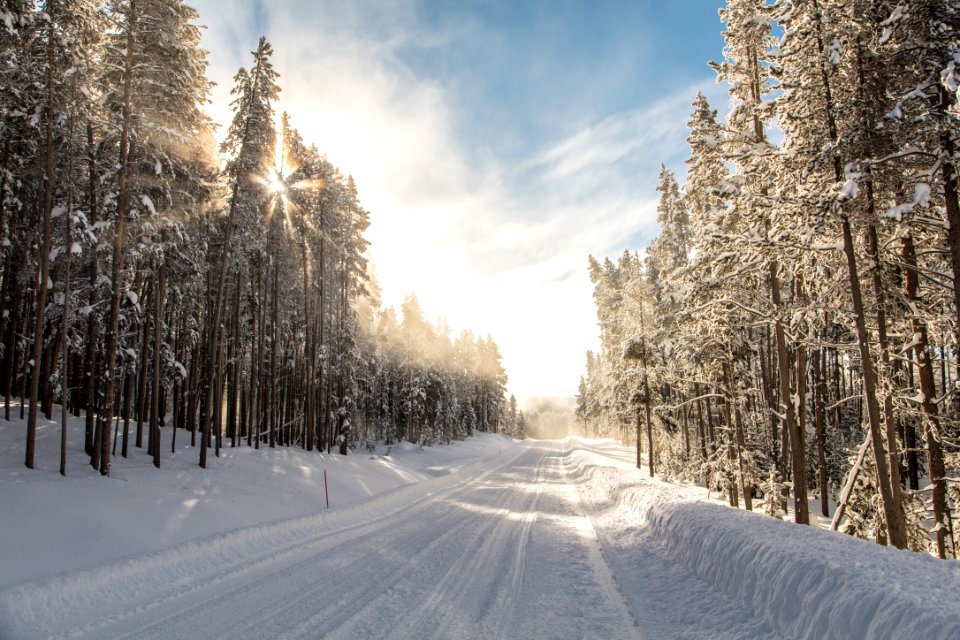 Sun shining through the trees on Grand Loop Road