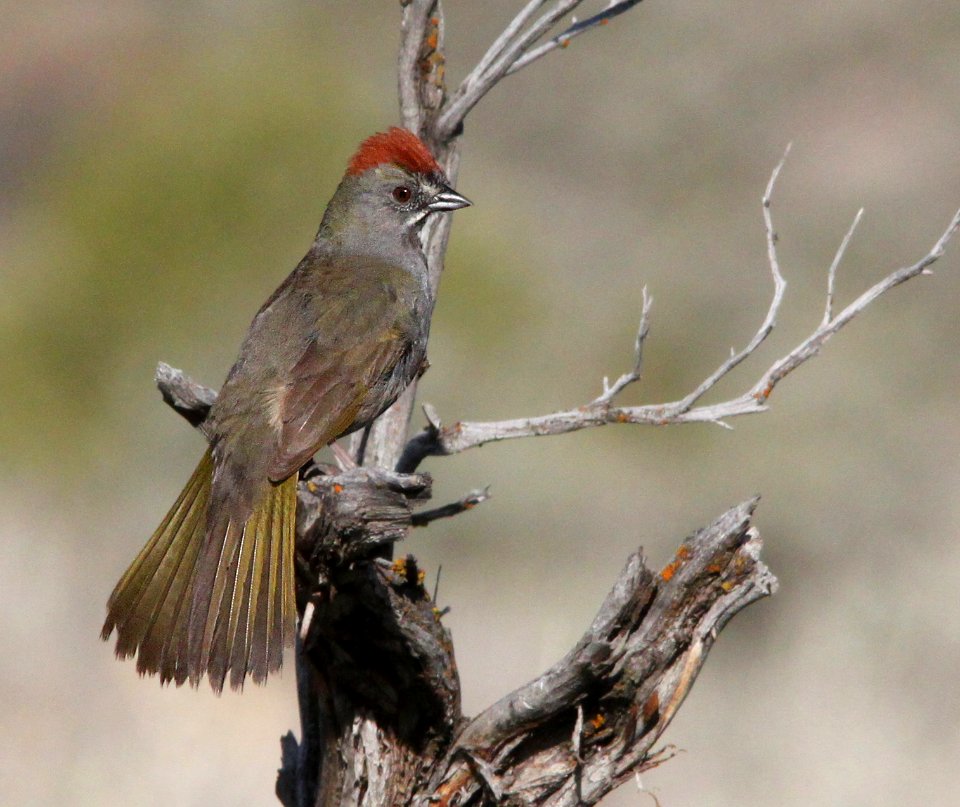 859 - GREEN-TAILED TOWHEE (5-21-10) central utah (7)