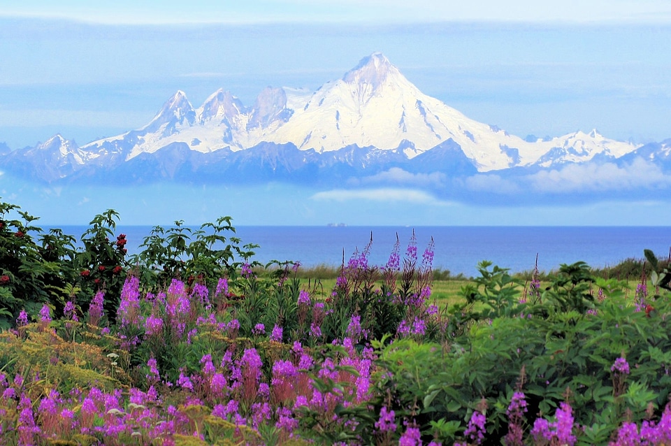 Vocano fireweed summer photo