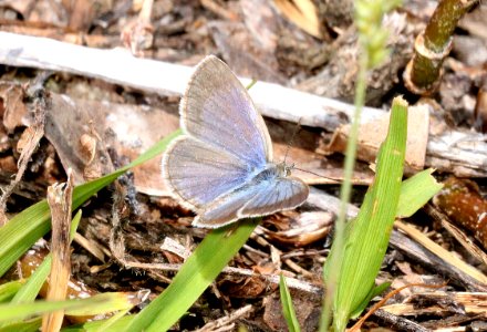 LESSER GRASS BLUE (Zizina otis) (9-6-2017) Waiakea Pond, hilo, hawai'i co, hawaii (2)