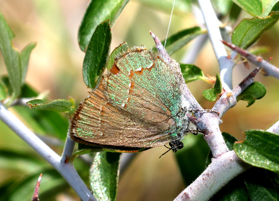 HAIRSTREAK, WESTERN GREEN (Callophrys affinis) (7-5-2017) singletree campground, boulder mt, wayne co, ut -02