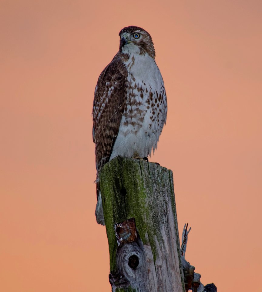 Red-tailed Hawk