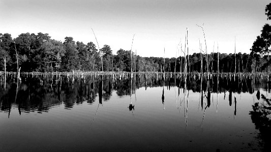 INDIAN RIVER REC AREA NATURE TRAIL(11-01-2016) indian river, alexander state forest, evangeline  parish, la -08