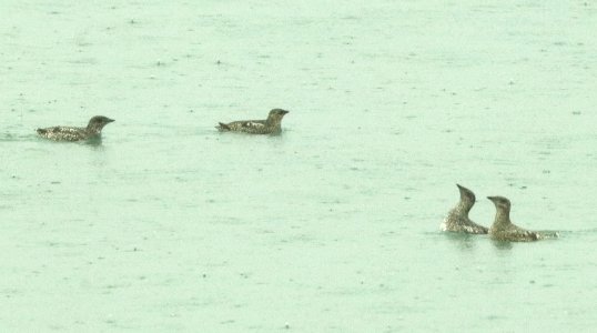 408 - KITTLITZ'S MURRELET (6-16-2019) northwest glacier tour, kenai fjords nat park, out of seward, ak -15
