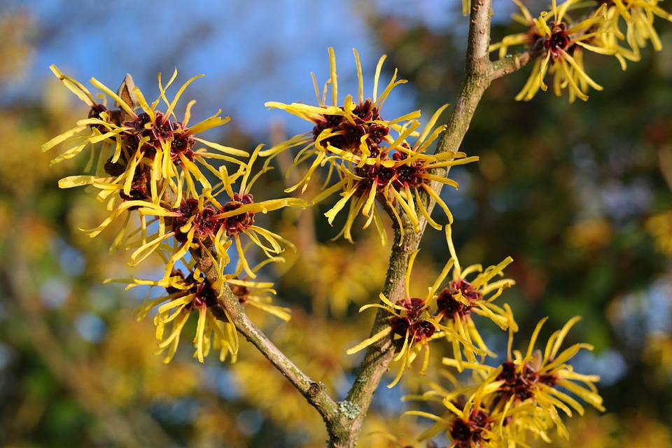 Ornamental plant witch hazel plant hamamelidaceae