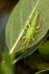 California stick insect (Timema cristinae)