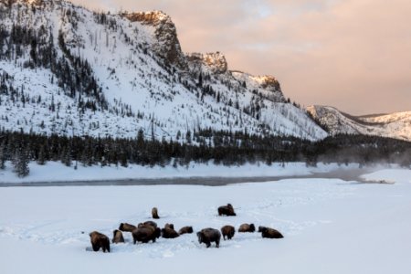 Bison bedded down along the Madison River at sunrise