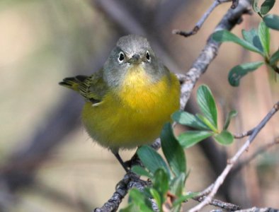 811 - NASHVILLE WARBLER (9-7-2020) garden canyon, huachuca mts, cochise co, az -03