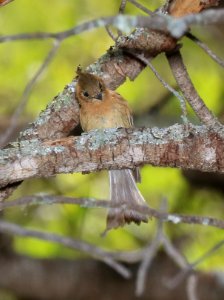 569 - TUFTED FLYCATCHER (5-13-2016) ramsey canyon, huachuca mts, cochise co, az -07 gathering lichen for nest