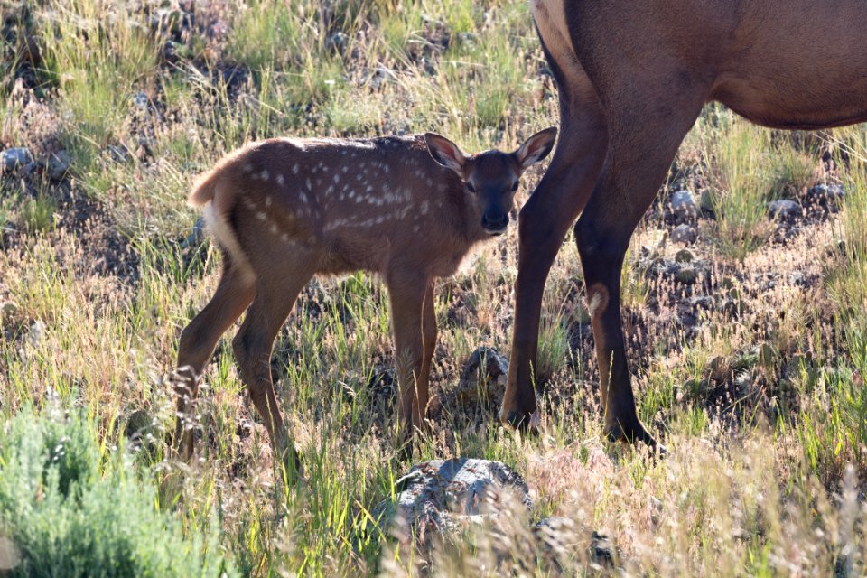 Elk calf near Gardner Canyon