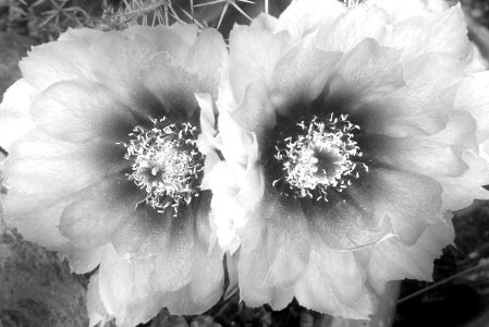 FENDLER'S HEDGEHOG (Echiocereus fasciculatus) (4-15-2017) 78 circulo montana, patagonia lake ranch estates, scc, az -09 -BW