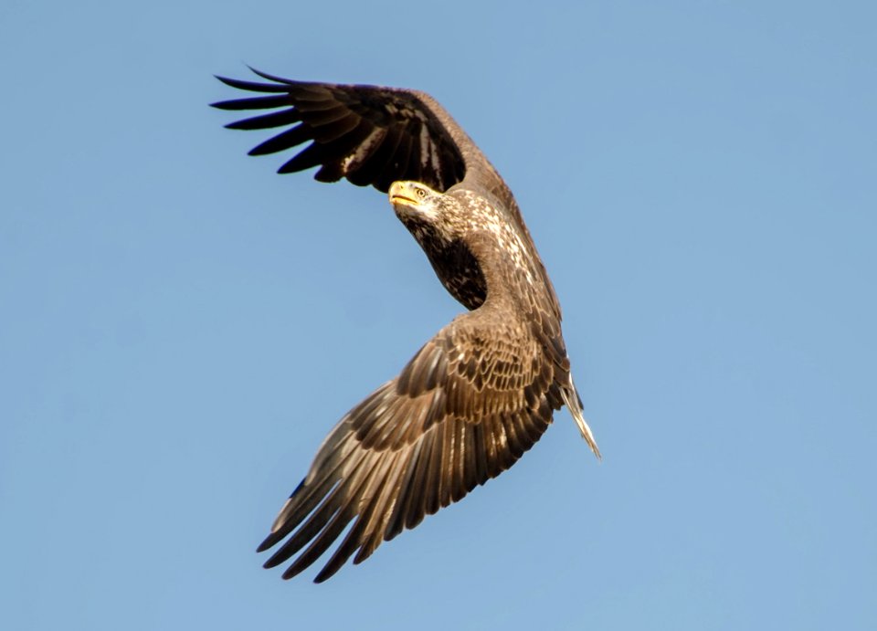 Immature Bald Eagle