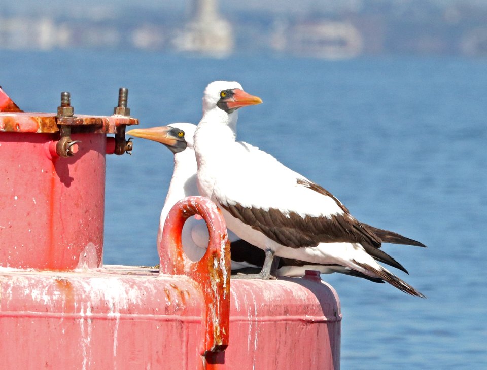 163.5 - NAZCA BOOBY (3-9-2018) south coronado bay, san diego co, ca -25