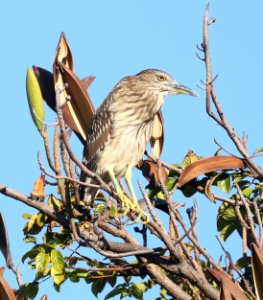 BLACK-CROWNED NIGHT-HERON (8-27-2017) imm, keehi beach park, honolulu, oahu, hawaii -01