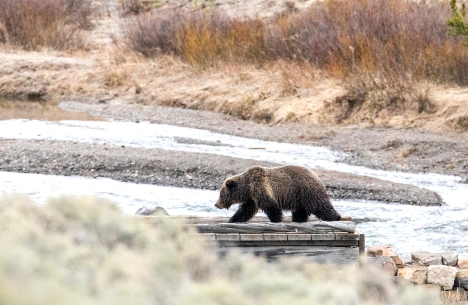 Grizzly bear on a trail