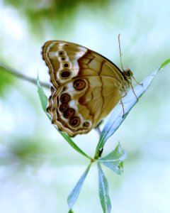 PEARLY-EYE, CREOLE (5-25-2018) martin dies jr state park, jasper co, tx -03