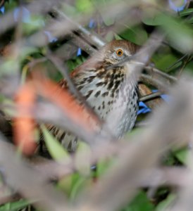 764 - BROWN THRASHER (1-24-2017) santa gertrudis lane, tumacacori, santa cruz co, az -06