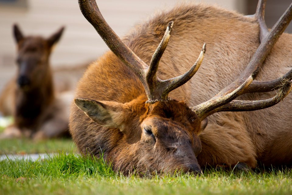 Bull elk sleeping