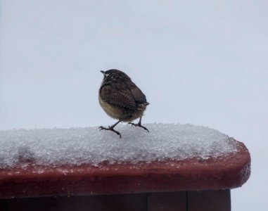 Carolina Wren