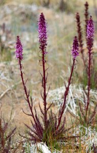 Elephanthead (Pedicularis groenlandica)