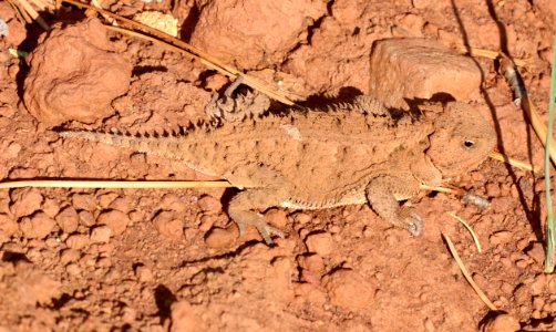LIZARD, GREATER SHORT-HORNED (Phrynosoma hernandesi) (6-21-2020) rte 117 about 6..6 miles south of Rte 60, apache co, az (2)