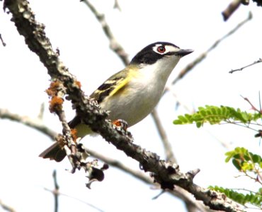 621 - BLACK-CAPPED VIREO (4-23-12) south of rocksprings, edwards co, tx  (4)