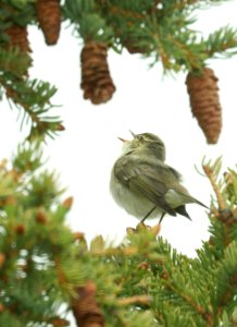 714 - ARCTIC WARBLER (6-11-2019) mile 23, denali highway, ak -02