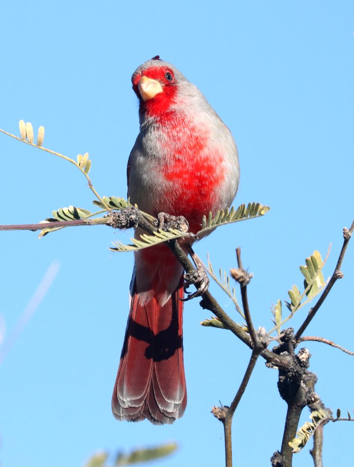917 - PYRRHULOXIA (2-25-2017) patagonia lake, santa cruz co, az -02