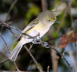 698 - WHITE-EYED VIREO (5-12-14) pole 95, dagney, monroe co, fl -02