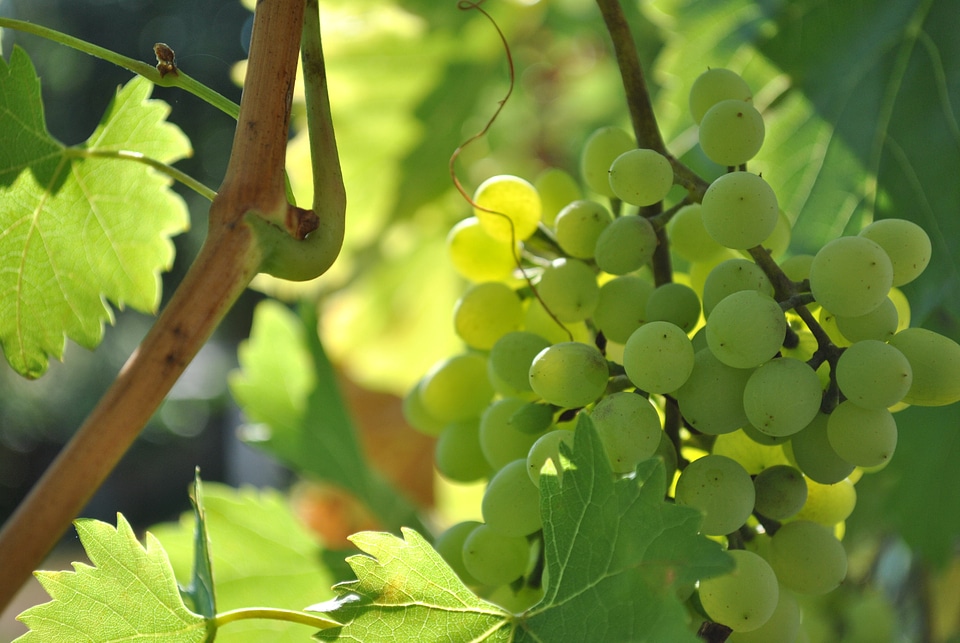Summer wine nature